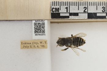 Media type: image;   Entomology 791071 Aspect: Labels